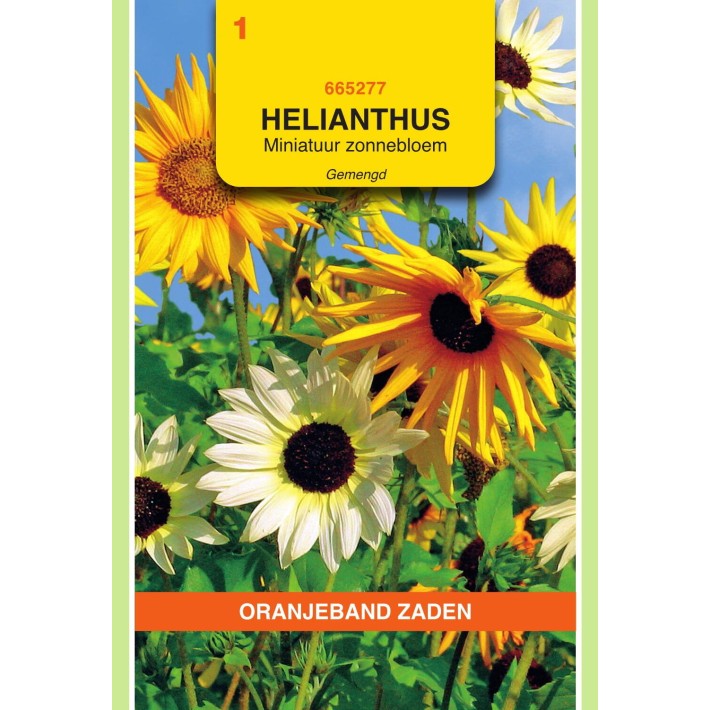 Oranjeband® Helianthus cucumerifolius varié