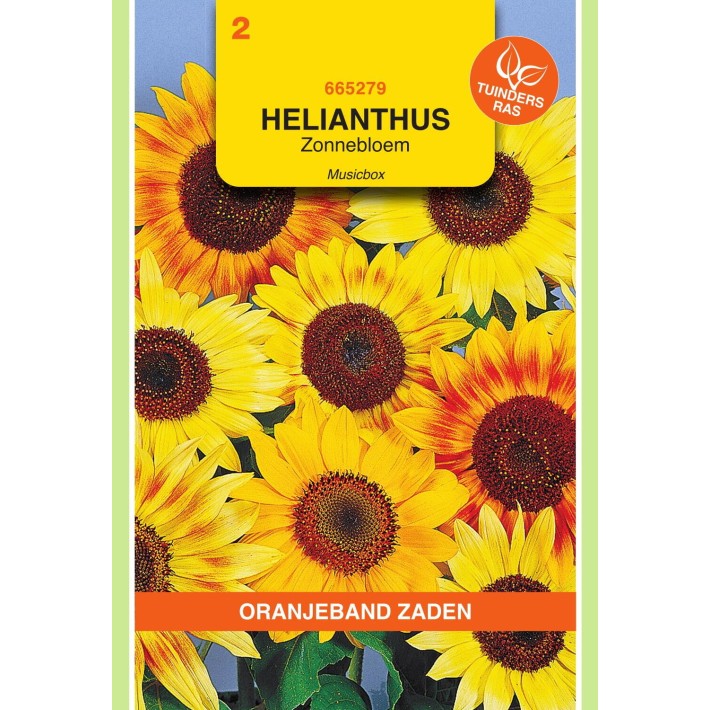 Oranjeband® Soleil Music Box