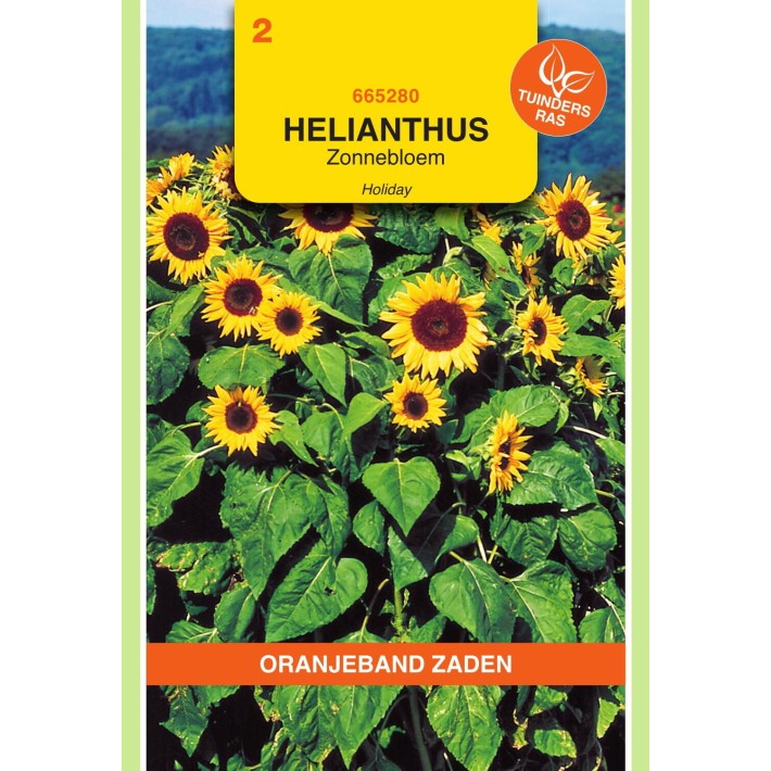 Oranjeband® Helianthus annuus Holiday