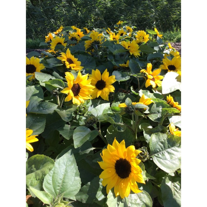 Oranjeband® Helianthus annuus Holiday