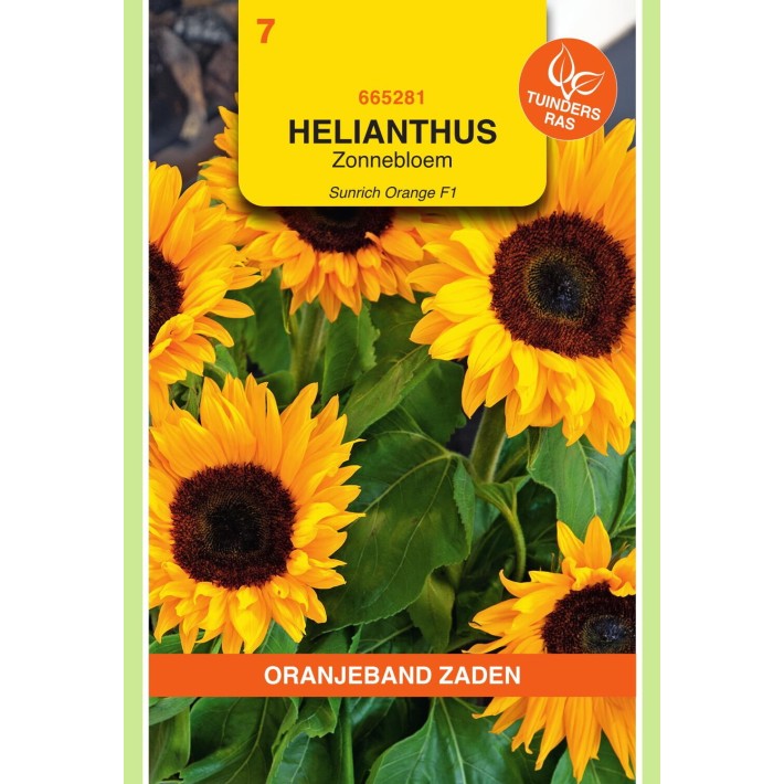 Oranjeband® Helianthus F1 hybride Sunrich Orange