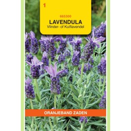 Oranjeband® Lavendula stoechas - Lavande papillon