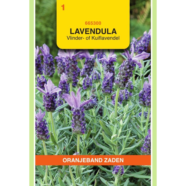 Oranjeband® Lavendula stoechas - Lavande papillon