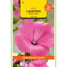 Lavatera, Bekermalva Silver Cup