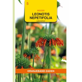 Oranjeband® Leonotis nepetifolia