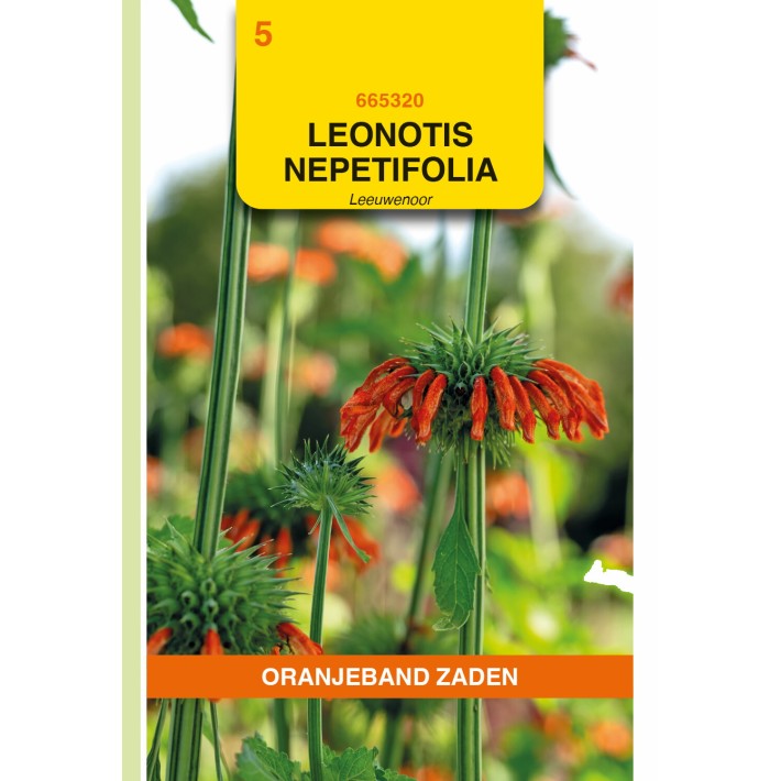 Oranjeband® Leonotis nepetifolia