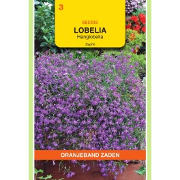 Lobelia Saphir, blauw