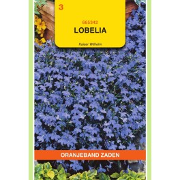 Lobelia Kaiser Wilhelm