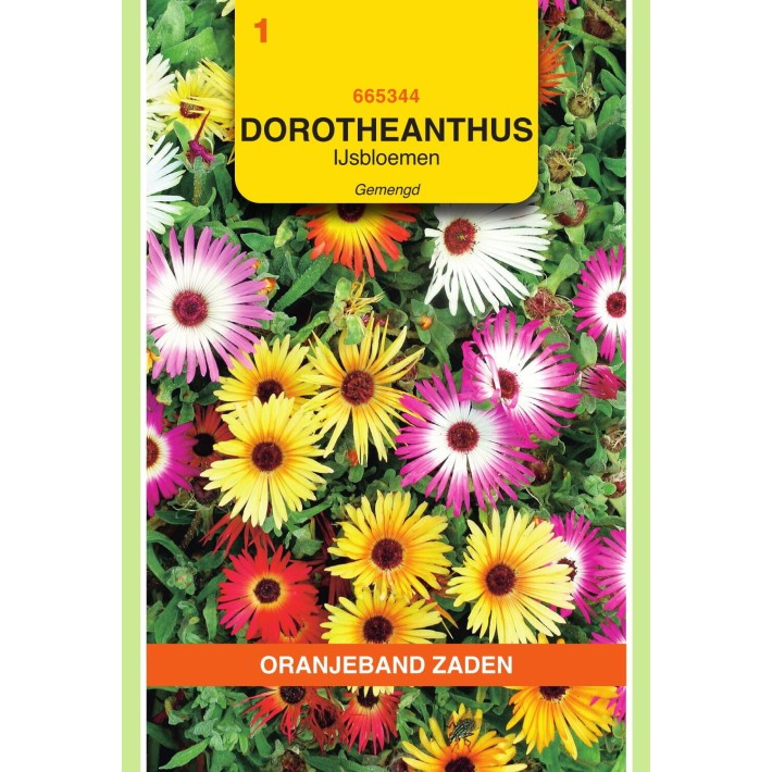 Oranjeband® Dorotheanthus bellidiformis mixed