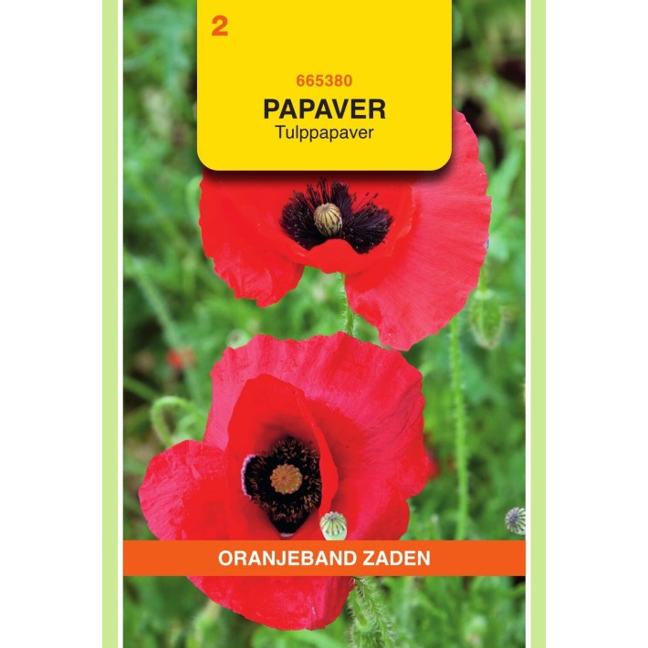 Oranjeband® Papaver glaucum, single red with blotch