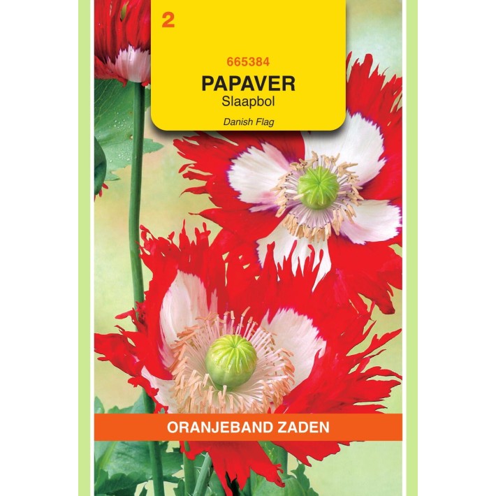 Oranjeband® Papaver Paeoniflorum  Danish Flag