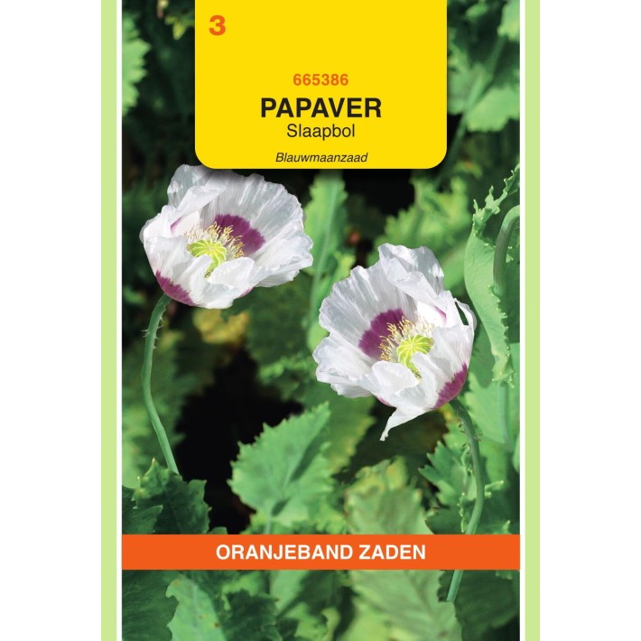Oranjeband® Pavot des Jardins