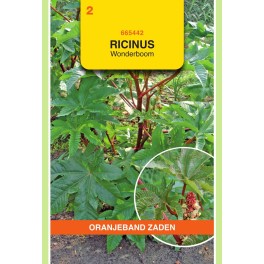 Oranjeband® Ricinus Communis Zanzibariensis
