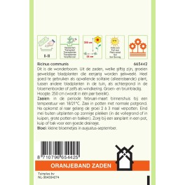 Oranjeband® Ricinus Communis Zanzibariensis