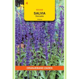 Salvia, Siersalie Victoria donkerblauw