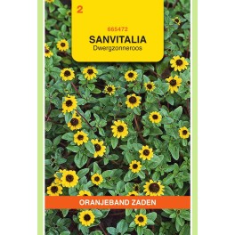 Oranjeband® Sanvitalia procumbens Yellow