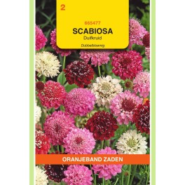 Oranjeband® Scabiosa Atropurpurea Grandiflora Mixed