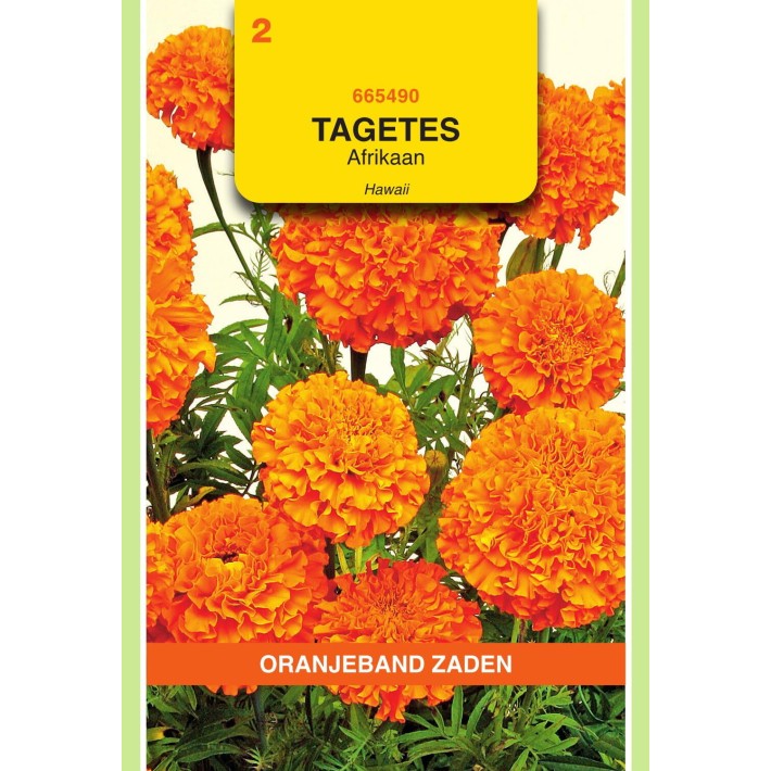 Oranjeband® Tagetes Erecta Tall Double Hawaii Orange
