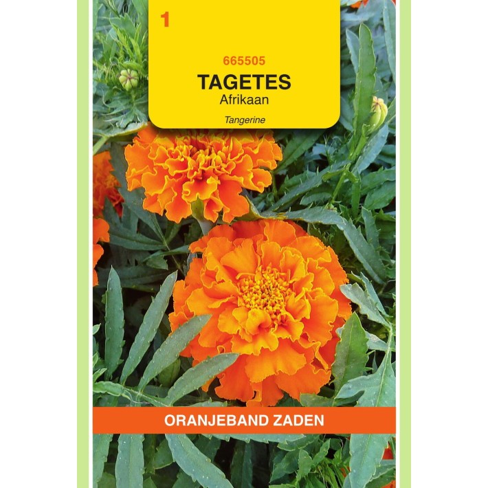 Oranjeband® Tagetes patula nana Tangerine, Orange