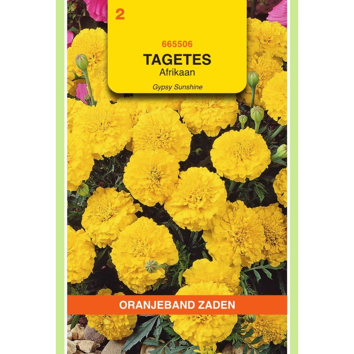 Oranjeband® Tagetes Patula Nana Gypsy Sunshine
