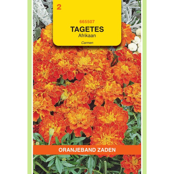Oranjeband® Tagetes Patula Nana Carmen, Mahogany Red