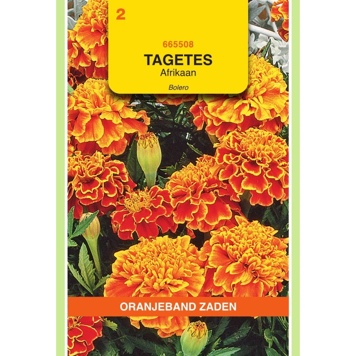 Oranjeband® Tagetes Patula nana Bolero