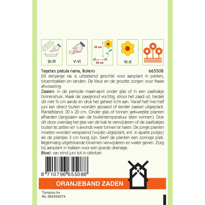 Oranjeband® Tagetes Patula nana Bolero