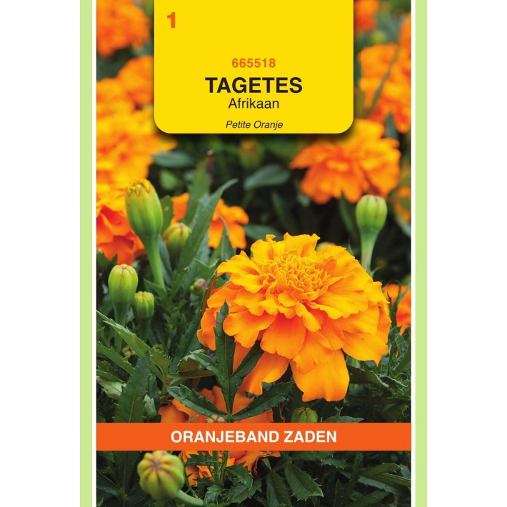 Oranjeband® Tagetes Patula Nana Double  Petite Orange
