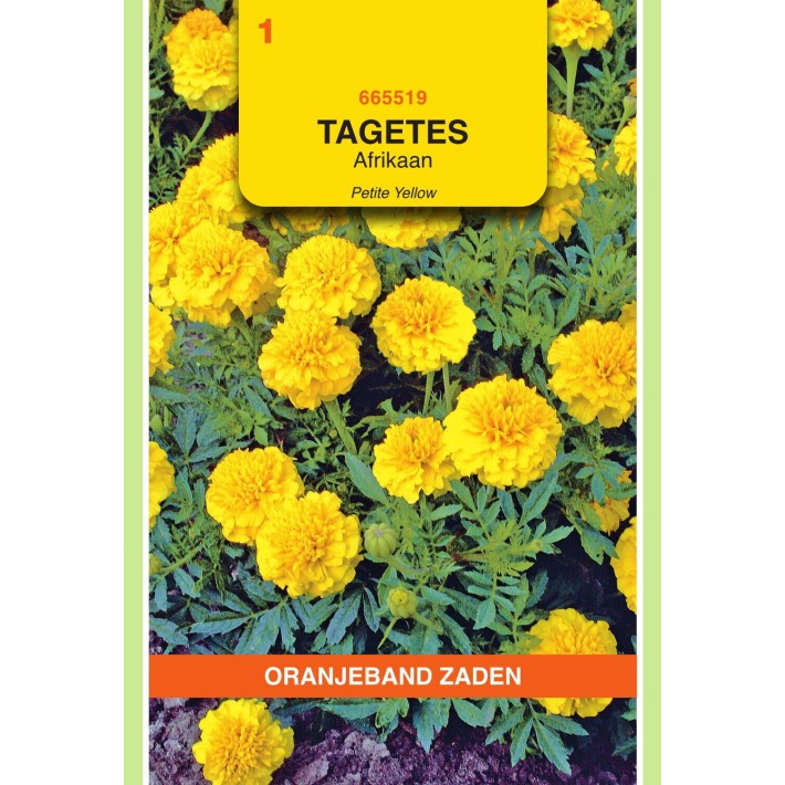 Oranjeband® Tagetes pat. nana double Petite Yellow