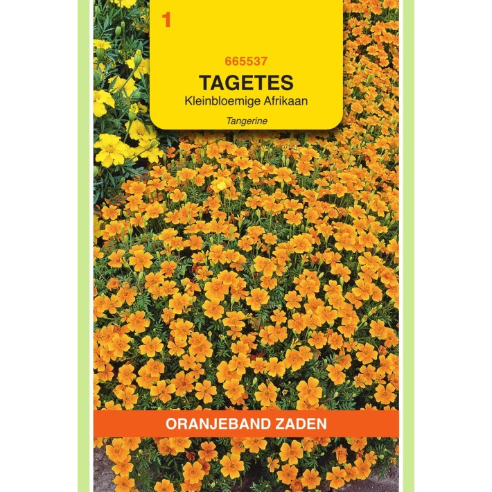 Oranjeband® Tagetes Tenuifolia Orange