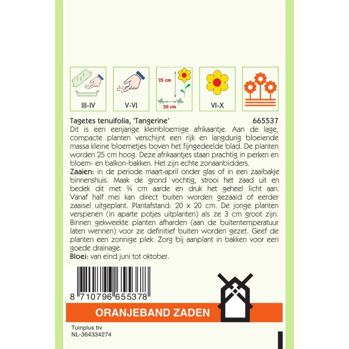 Oranjeband® Tagetes Tenuifolia Orange