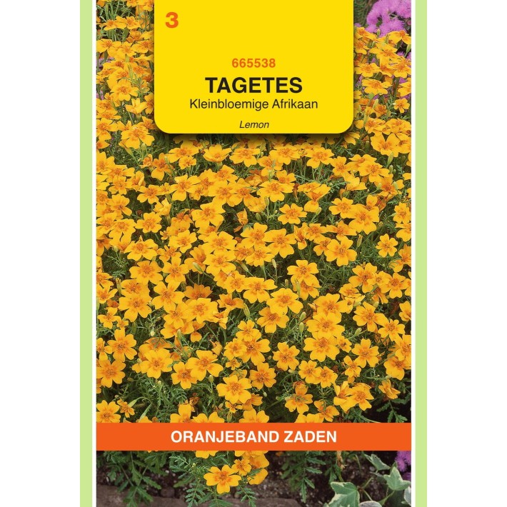 Oranjeband® Tagetes Tenuifolia Lemon Gem