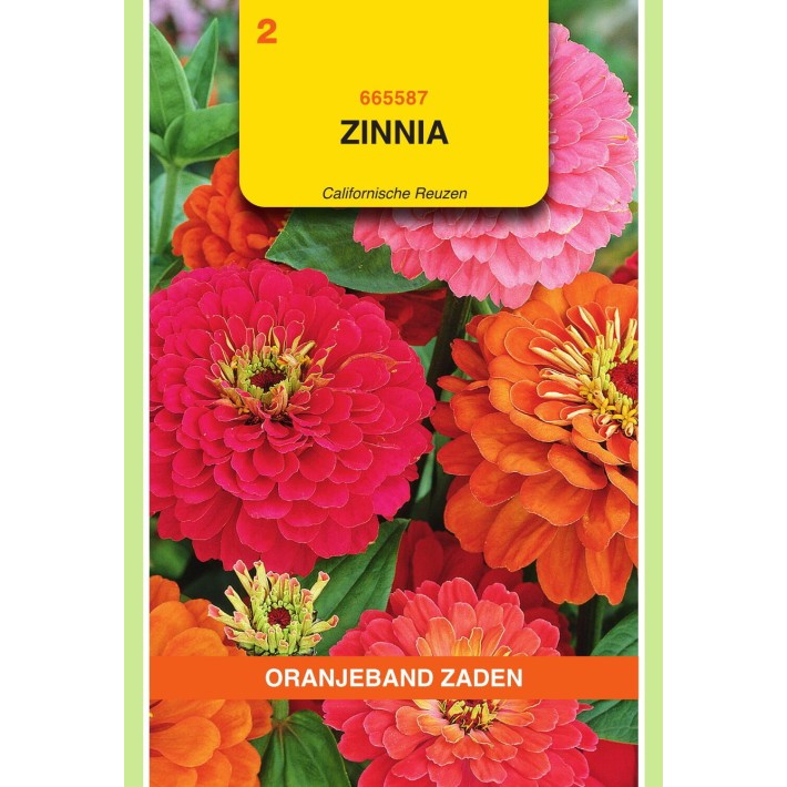 Oranjeband® Zinnia elegans Giants of California mixed