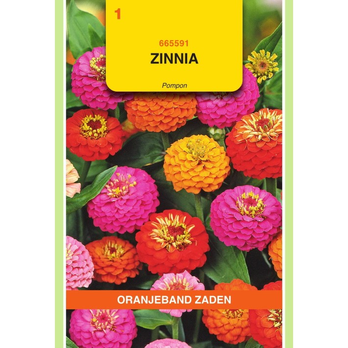 Oranjeband® Zinnia elegans Lilliput mixed