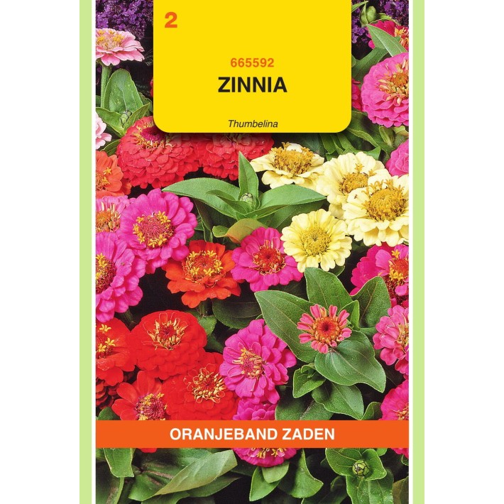 Oranjeband® Zinnia elegans Thumbelina dwarf mixed
