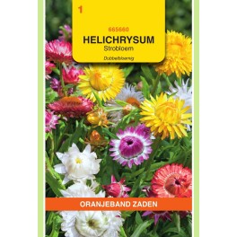 Oranjeband® Helichrysum Bract. Monstrosum Double Varie