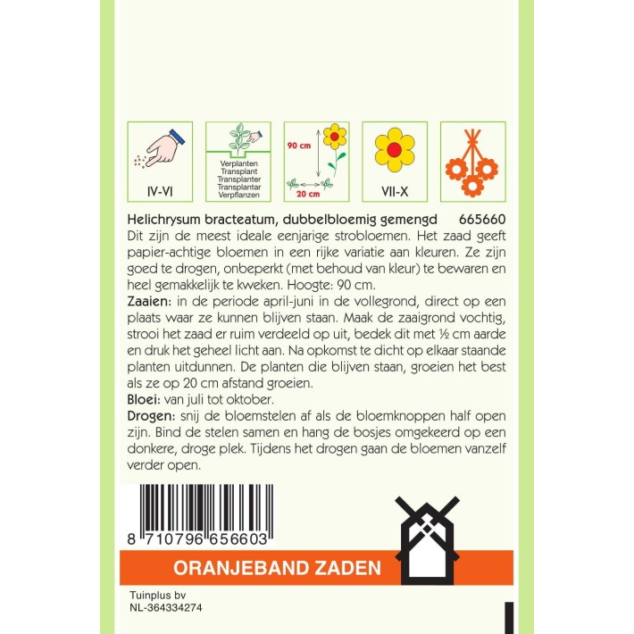 Oranjeband® Helichrysum Bract. Monstrosum Double Varie