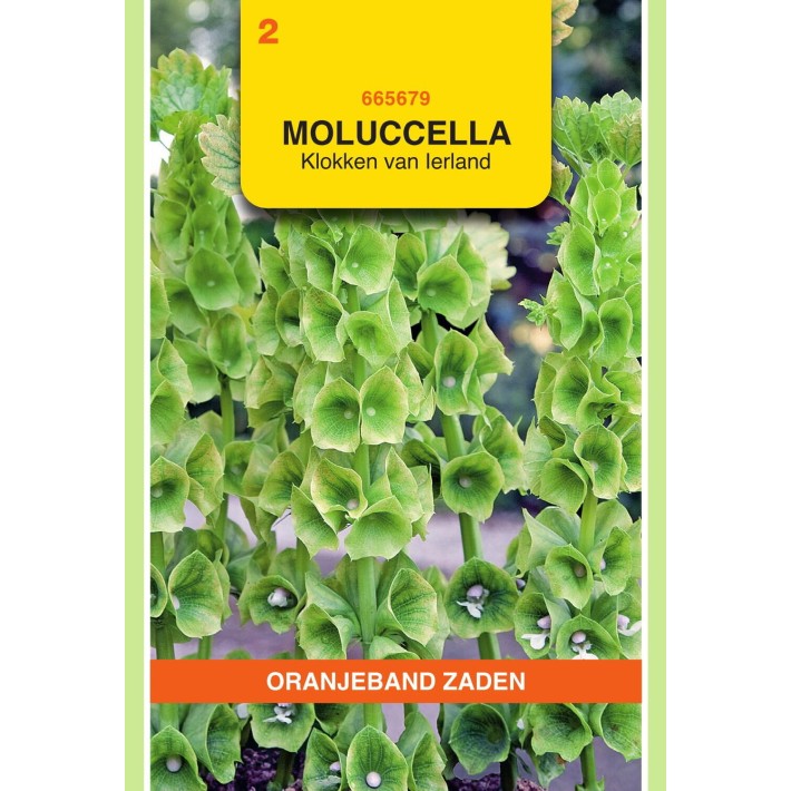 Oranjeband® Moluccella Laevis / Gloches D'Irlande
