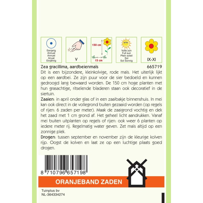 Oranjeband® Zea Gracillima - Strawberry Corn