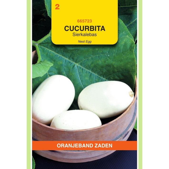 Oranjeband® Cucurbita pepo 