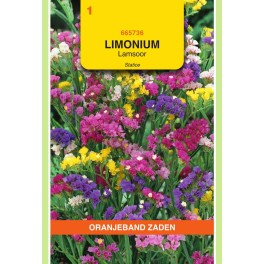 Oranjeband® Limonium Sinuatum Pacific Varie (Statice)