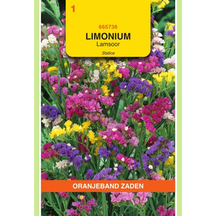 Oranjeband® Limonium Sinuatum Pacific Varie (Statice)
