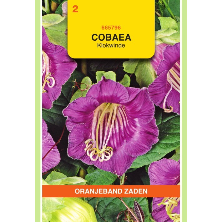 Oranjeband® Cobaea Scandens Violet-Blue