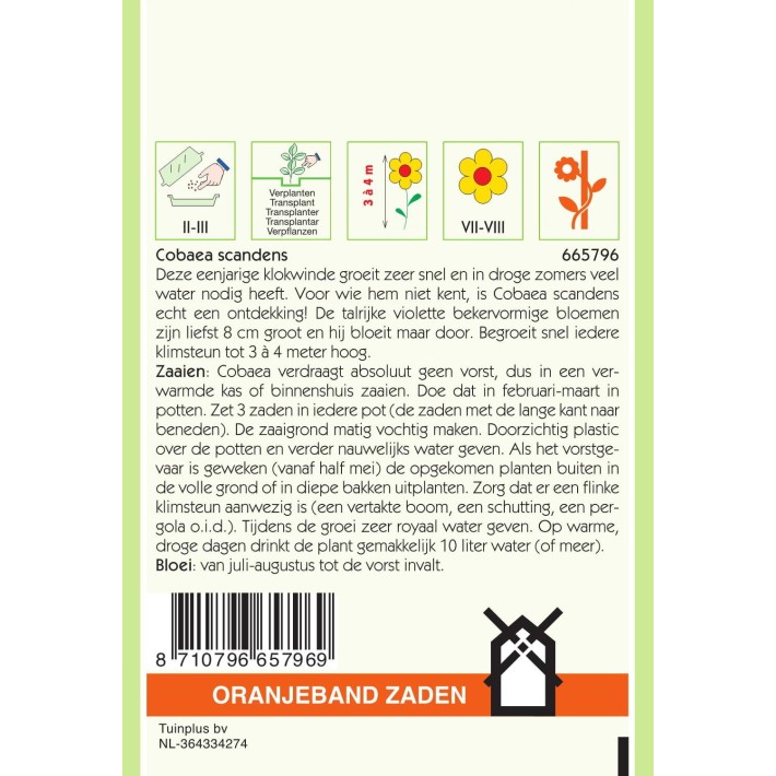 Oranjeband® Cobaea Scandens Violet-Blue