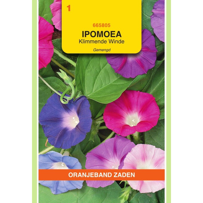 Oranjeband® Ipomoea  Purpurea Tricolor Variee