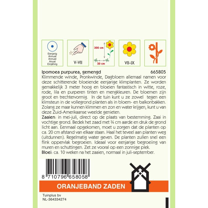 Oranjeband® Ipomoea  Purpurea Tricolor Variee