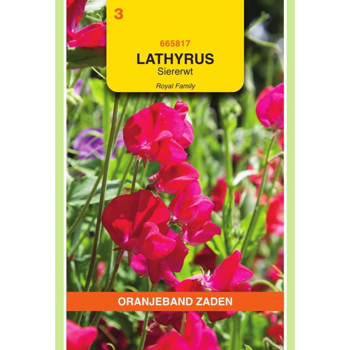 Oranjeband® Lathyrus Odoratus Royal Family Scarlet