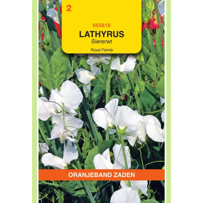 Oranjeband® Lathyrus Odoratus Royal Family White