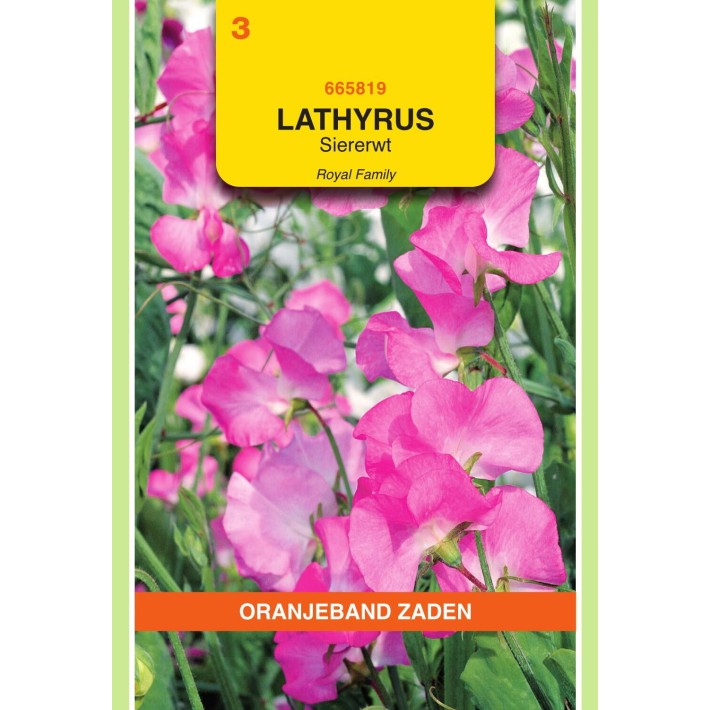 Oranjeband® Lathyrus Odoratus Royal Family Rose-Pink