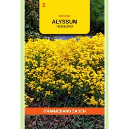Alyssum, Rotsschild